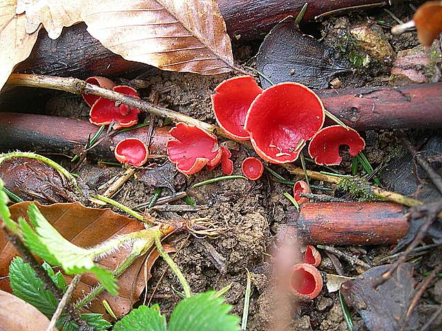 Il Risveglio dei Funghi